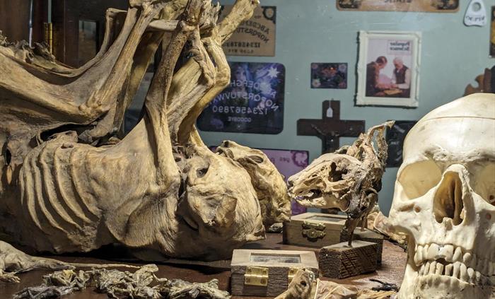 Mummified cat